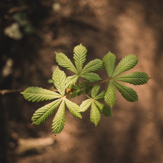 medicinal leaves