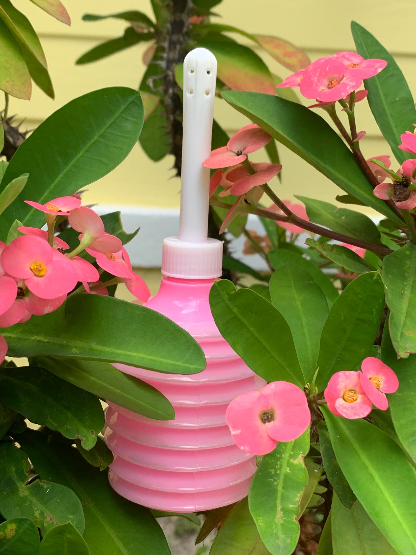 Divine Flower Bath