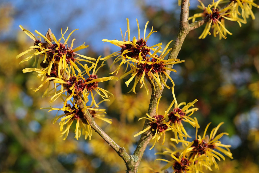 Wild Harvested Witch Hazel vs. Store-Bought Witch Hazel: What’s the Real Difference?